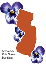 NJ State Flower